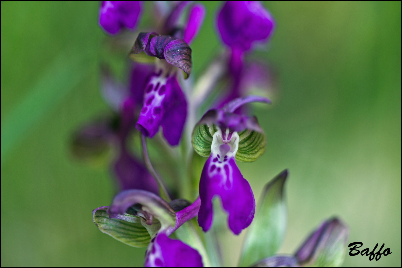 Anacamptis morio